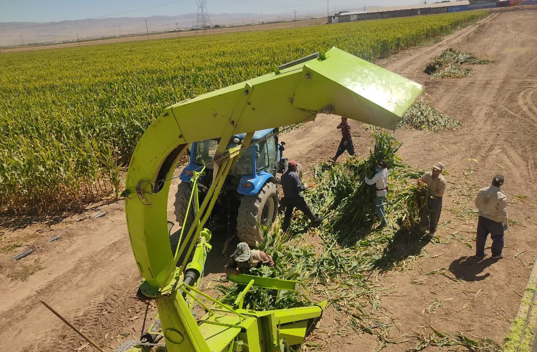 جمع آوری ذرت علوفه ای در روستاهای شهرستان فاروج 