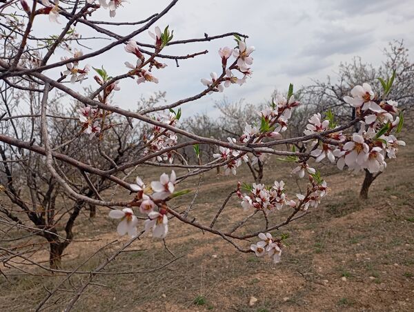 شکوفه های بهاری در روستای گزکوه