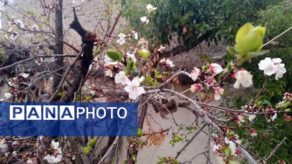 منظره زیبای بهاری در سربیشه