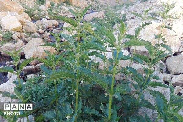ارتفاعات شهر بار ذخیره‌گاه گیاهان دارویی کمیاب-۲