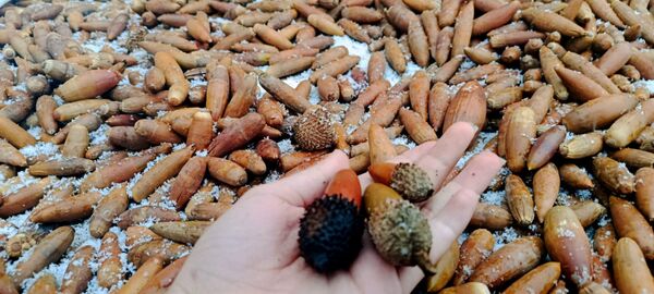 بارش برف در میانکوه