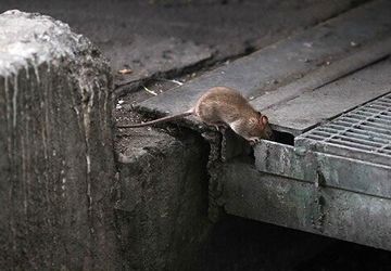 طرح ضربتی ۱۰ روزه برای مهار موش‌های پایتخت