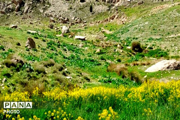کوه های شهر بار ذخیره‌گاه گیاهان ارزشمند و کم نظیر دارویی 