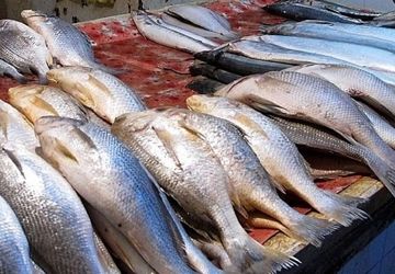 قیمت انواع آبزیان در میادین و بازارهای میوه و تره بار تهران اعلام شد