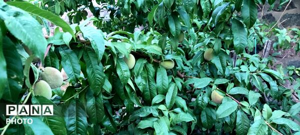  زیبایی های طبیعت باغ های روستای صومعه 