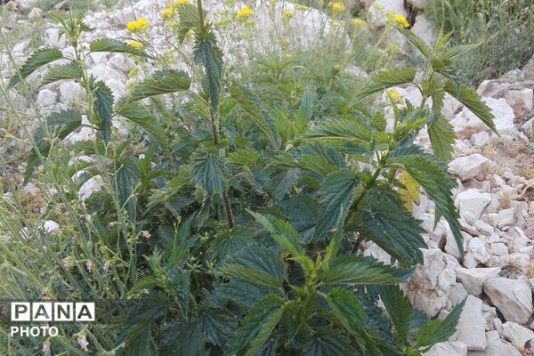 ارتفاعات شهر بار ذخیره‌گاه گیاهان دارویی کمیاب-۲