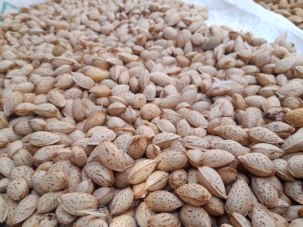 مارکده، سرزمین طلایی بادام و گردو؛ گنجینه‌ای از طعم و سنت در دل سامان