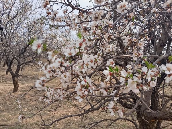  شکوفه های بهاری در روستای گزکوه