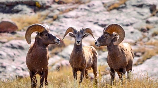 باید از انقراض برخی گونه‌های نادر جانوری جلوگیری شود