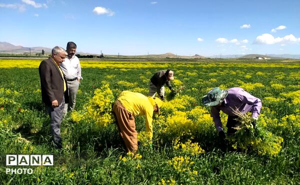 زمین سبز،زندگی سبز