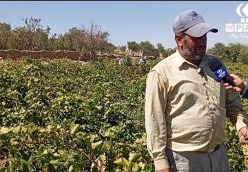 برداشت انگور در روستای گزکوه زیر سایه خشکسالی