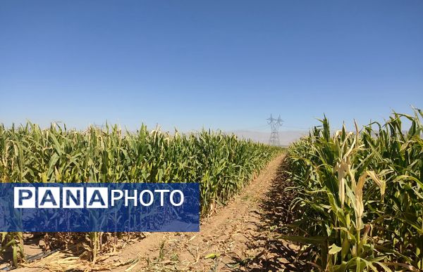 جمع آوری ذرت علوفه ای در روستاهای شهرستان فاروج 