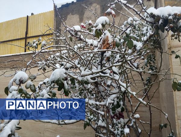 بارش دل‌انگیز برف‌ در اولین روزهای بهمن ماه
