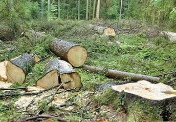  تخریب جنگلها، از دست دادن هویت کره زمین 