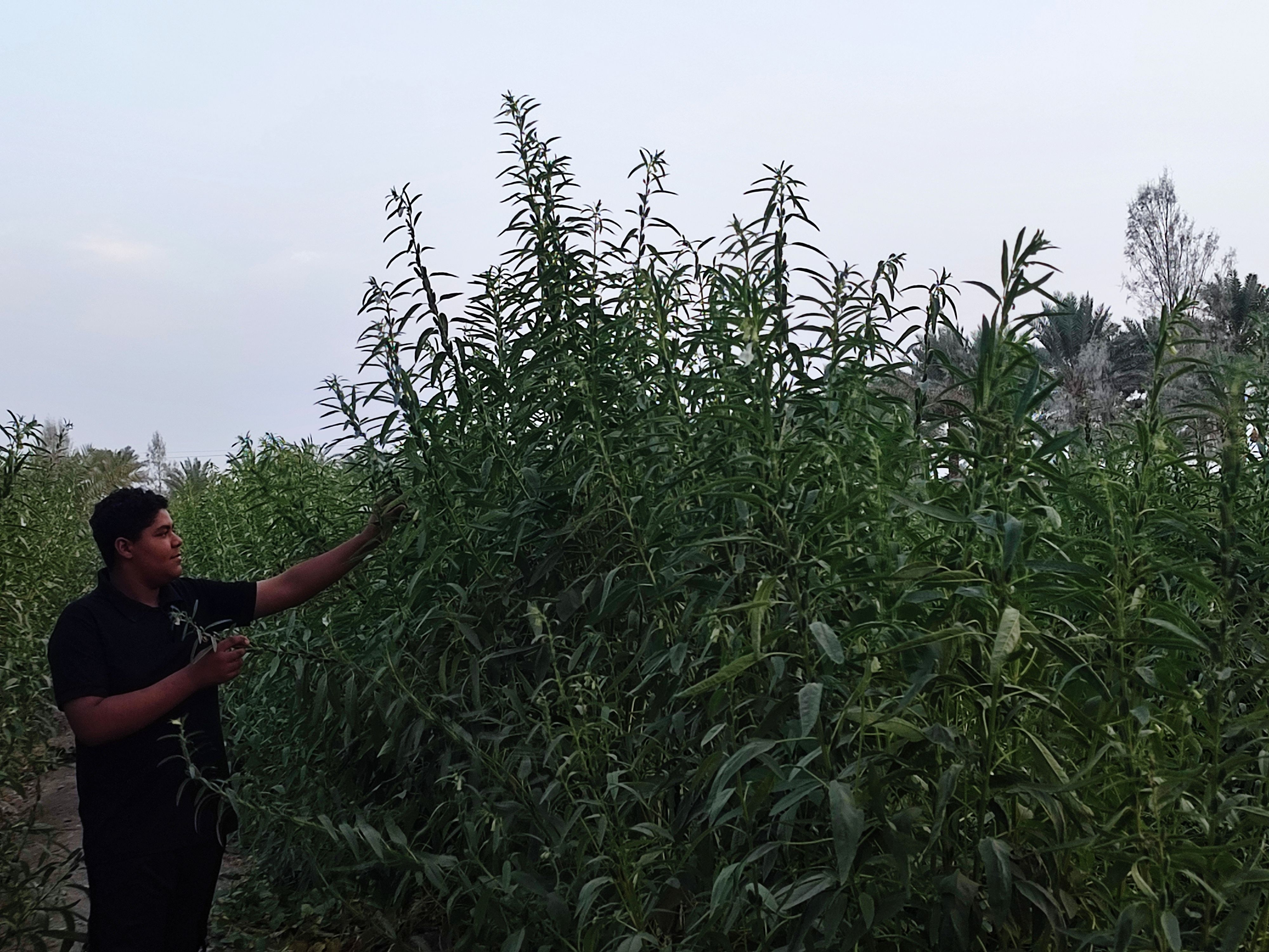 دستان خاک‌خورده، دانه‌های طلایی