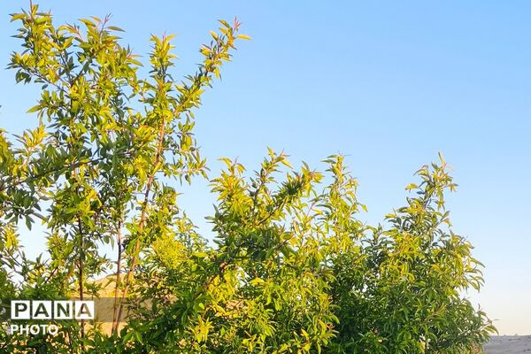 تصاویری از طبیعت زیبا و دیدنی روستای بردج