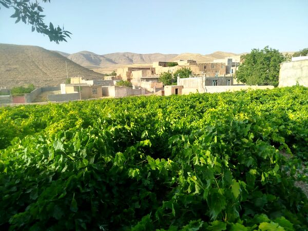 گزکوه، قطب انگور خراسان شمالی 