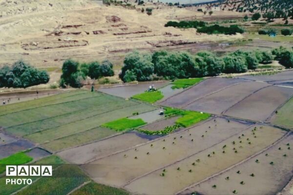 برنجکاری در پلبریده