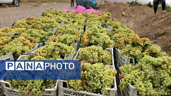 کیل گیری محصولات کشاورزی در شهرستان فاروج