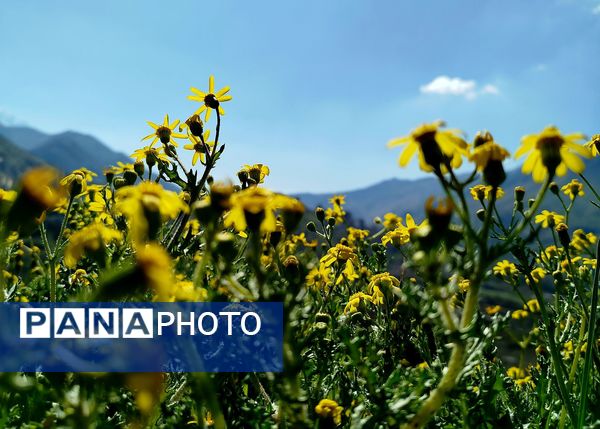 زیبایی های طبیعی شهرستان پاوه به روایت تصویر