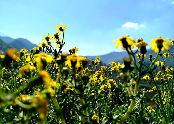 زیبایی های طبیعی شهرستان پاوه به روایت تصویر