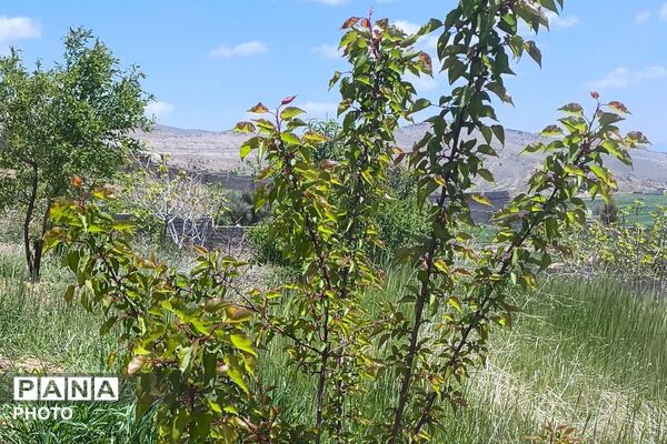 تصاویری از طبیعت زیبا و دیدنی روستای بردج
