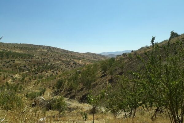 دستان پربرکت؛ روایت برداشت محصول در شیراز