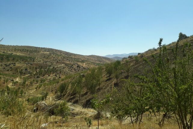 دستان پربرکت؛ روایت برداشت محصول در شیراز