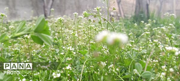بارش باران بهاری در شهر بار