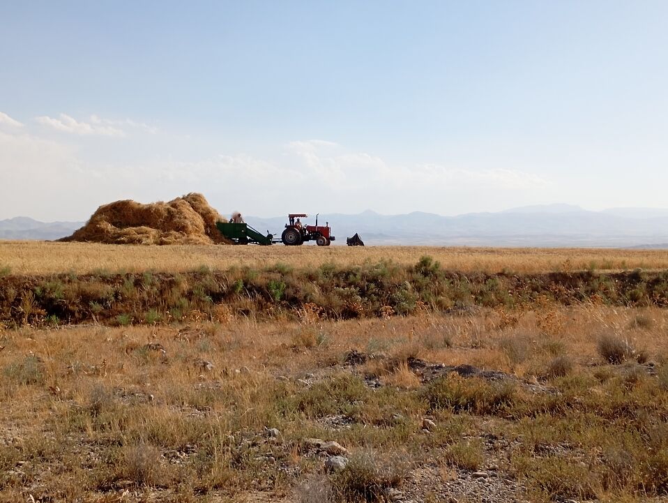 گندم، یکی ازمحصولات کشاورزی در روستای گزکوه 