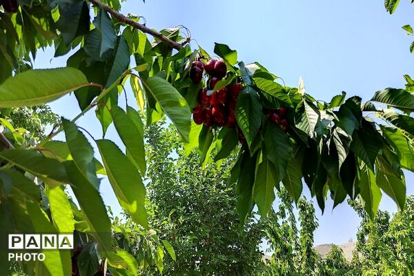 فصل چیدن یاقوت های چشم نواز در شهر بار نیشابور-۱