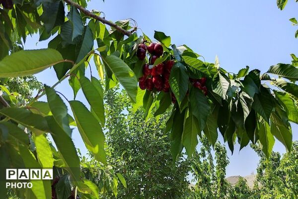 فصل چیدن یاقوت های چشم نواز در شهر بار نیشابور-۱