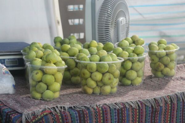 شُکرانه انجیر در گلوگاه 
