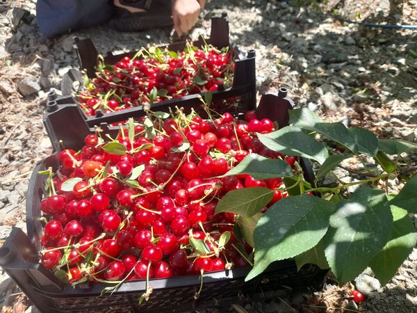 میوه‌های خوش‌رنگ و لعاب بهاری در روستای مارکده