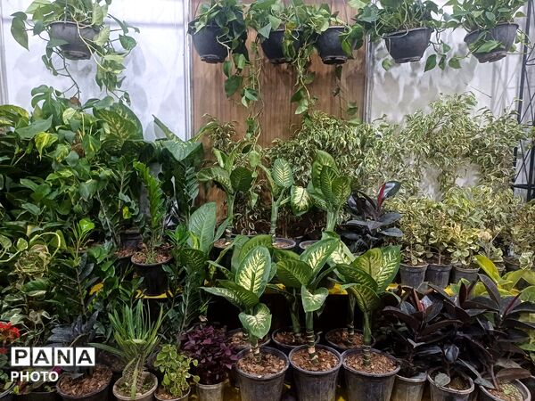نمایشگاه گل و گیاه و سوغات در همدان