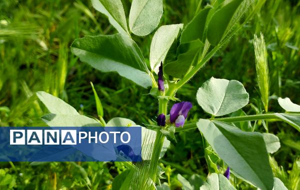 روستای شلیل نگین سرسبزی در دل کوه‌های میانکوه