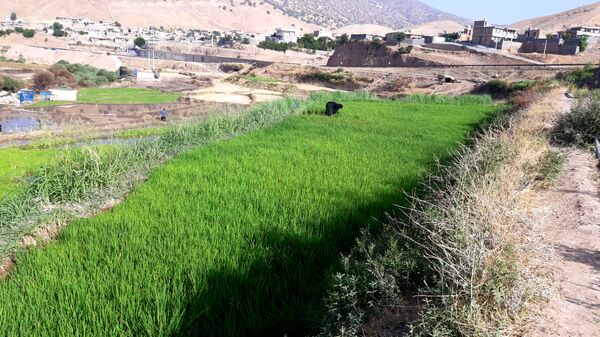 کاشت برنج در روستای بیدله 