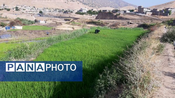 کاشت برنج در روستای بیدله 
