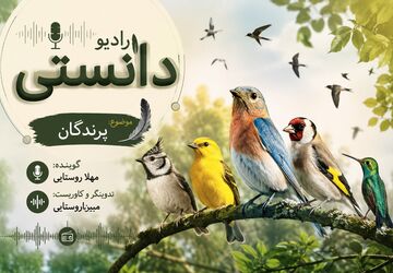 شگفتی‌های دنیای بال‌ها