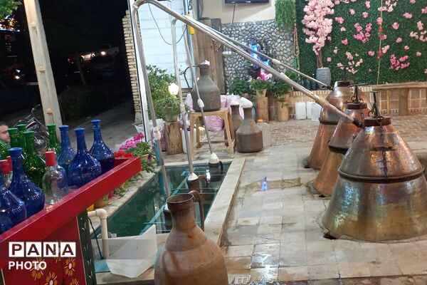 آغاز سمفونی گل و گلاب در مهد گل محمدی