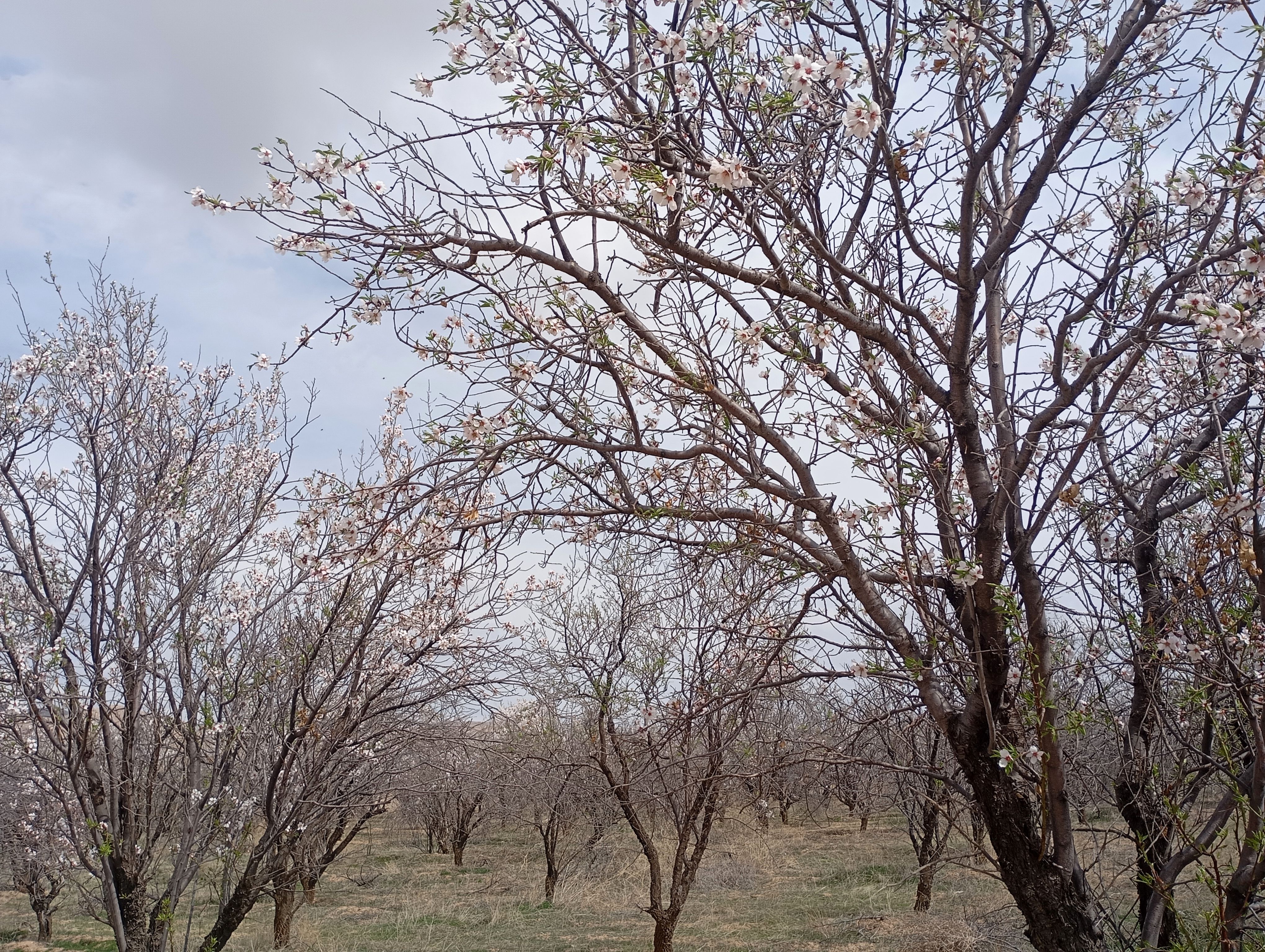  شکوفه های بهاری در روستای گزکوه