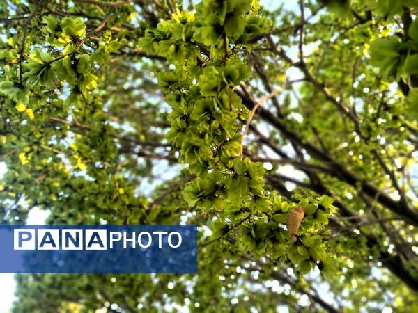 فصل بهار؛ آغاز پادشاهی سبزه و گل‌ها بر شهرستان بروجن