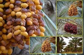 افزایش تعرفه صادرات خرما با هدف تنظیم بازار رمضان