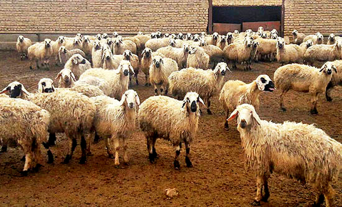 شناسایی و ثبت ۲۷ نژاد گوسفند بومی در کشور