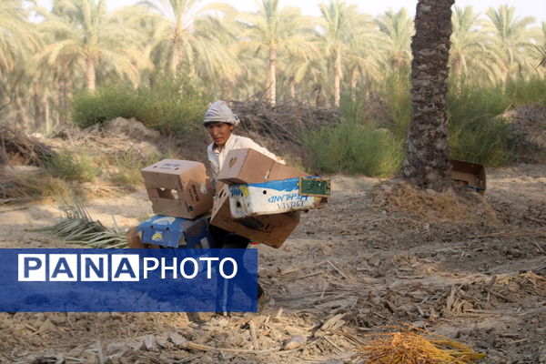 برداشت خرما در منطقه آبپخش