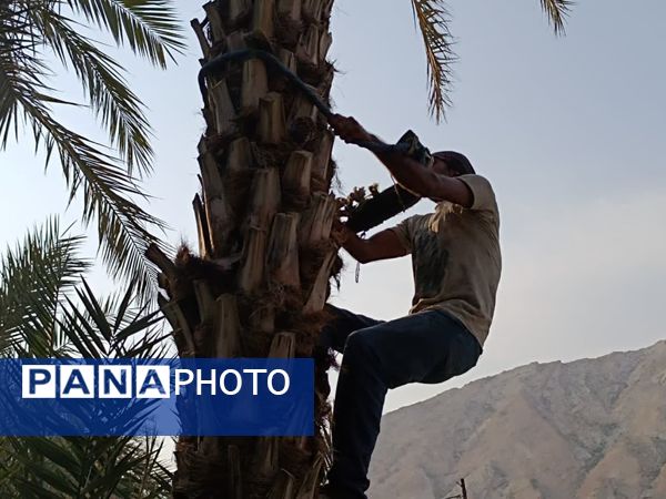 برداشت خرما در شهر رویدر 