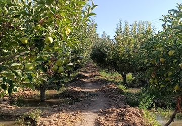 تجربه ۱۵ ساله باغدار شیرآبادی سملقان در تولید سیب دماوندی و هلوی زعفرانی