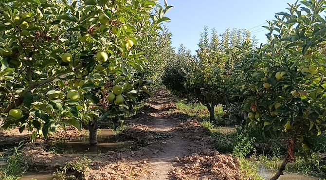 تجربه ۱۵ ساله باغدار شیرآبادی سملقان در تولید سیب دماوندی و هلوی زعفرانی