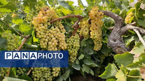 کیل گیری محصولات کشاورزی در شهرستان فاروج