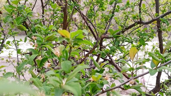 آوای گوش‌نواز بهار در طبیعت شهرستان‌بن